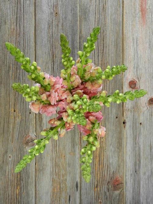 PINK SNAPDRAGONS